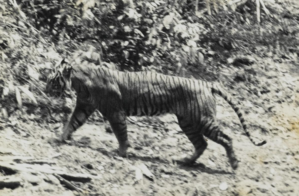 Harimau Jawa: Punah atau masih Tersisa? Mengungkap Fakta dan Mitos Kucing Besar Penguasa Rimba Jawa